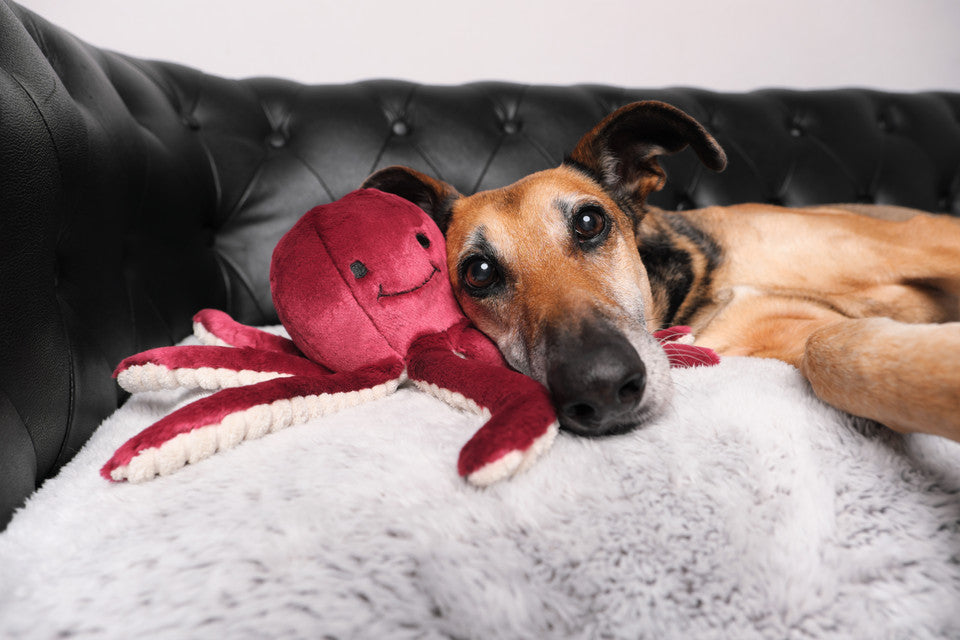 Fluff & Tuff Dog Toy Olympia Octopus