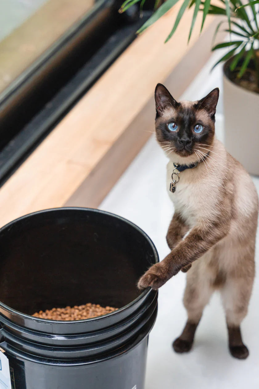 Kalu Cat Land & Sea