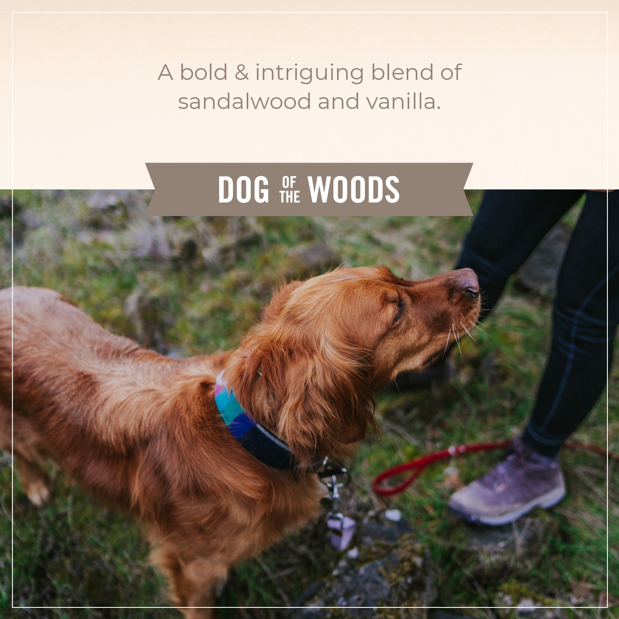 Skout's Honor Probiotic Daily Use Detangler Dog of the Woods FINAL SALE