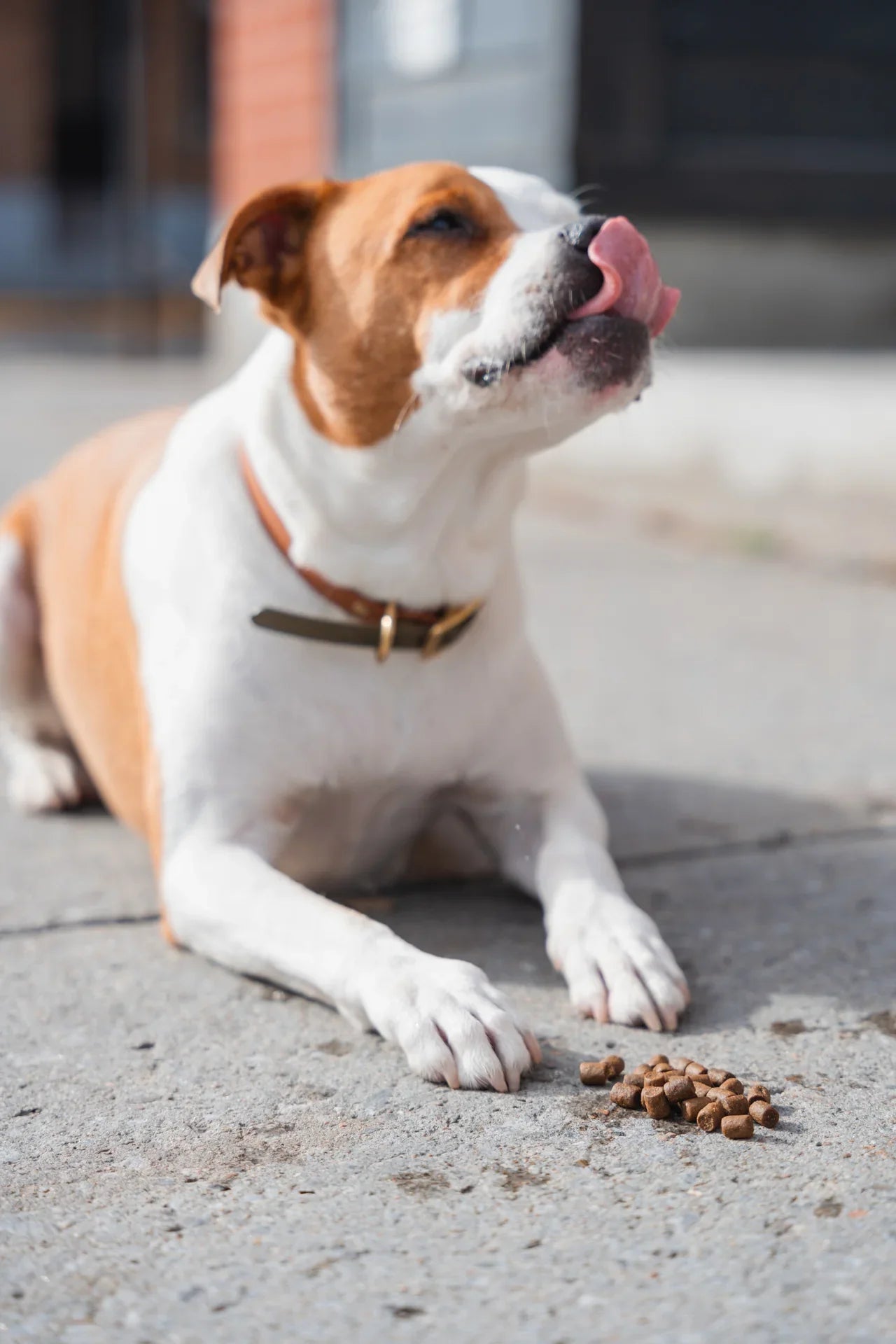 Kalu Dog Local Harvest