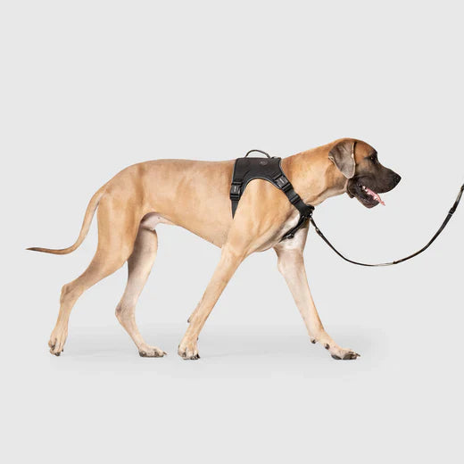 Canada Pooch Core Complete Control Harness CLEARANCE FINAL SALE