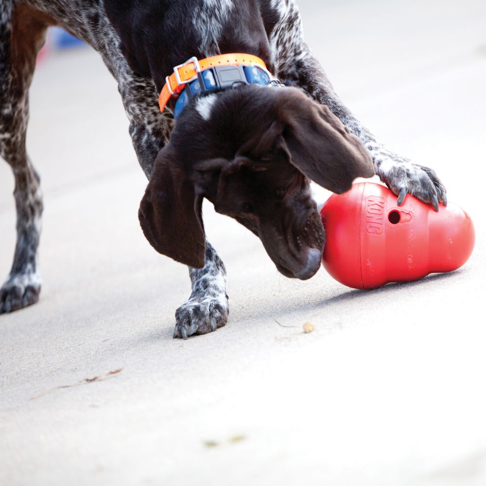 KONG Dog Toy Wobbler CLEARANCE FINAL SALE KOR DL ***
