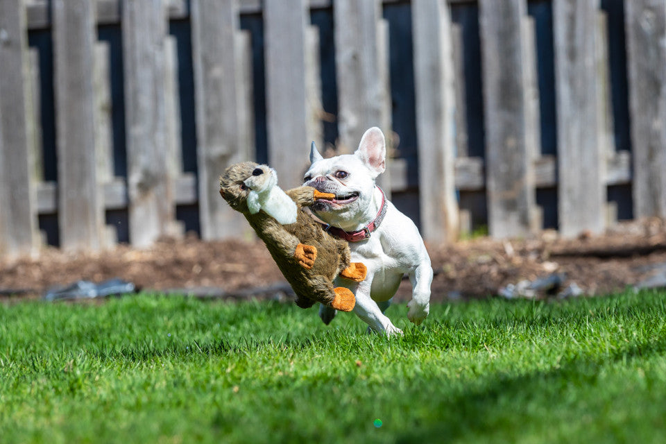 Fluff & Tuff Dog Toy Harry Otter