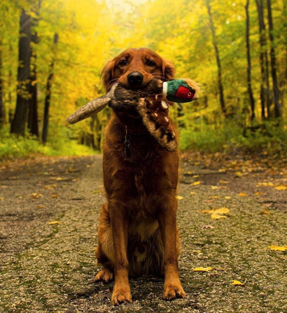 Fluff & Tuff Dog Toy Ike Pheasant