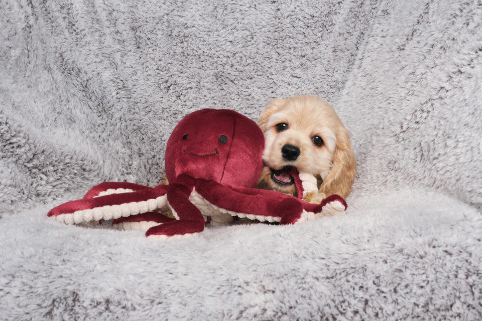 Fluff & Tuff Dog Toy Olympia Octopus